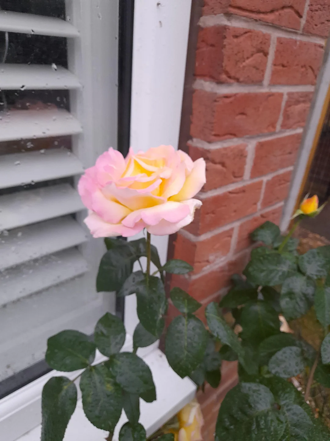 Peace rose bloom close-up