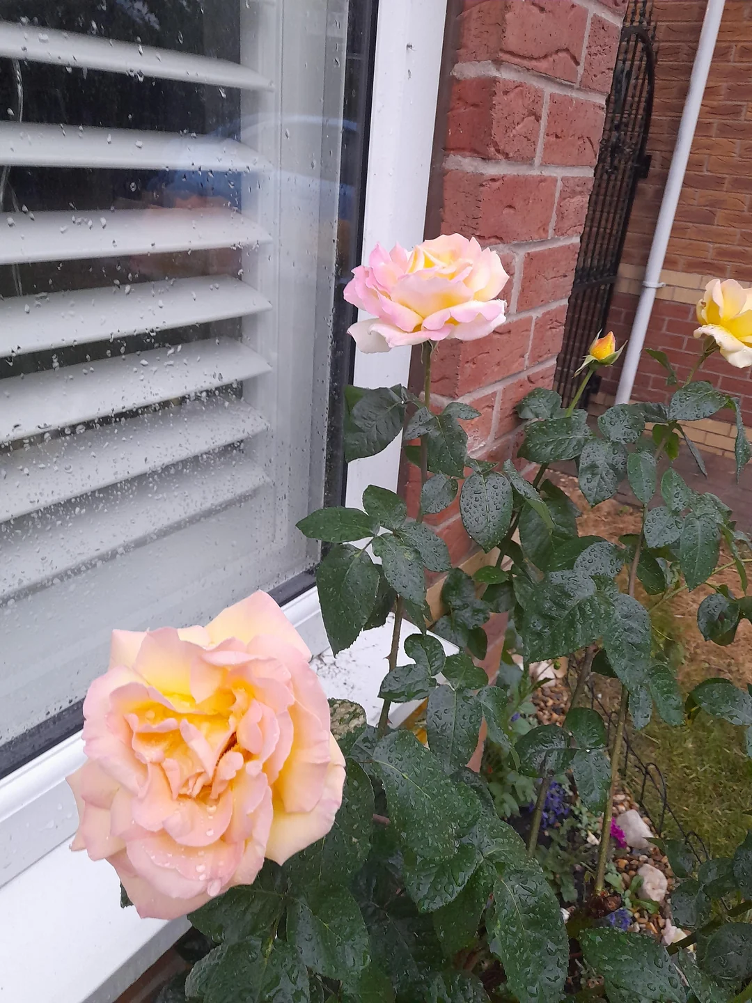 Peace rose blooms after rain